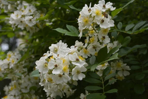 バラの多花序湖の岸に咲く美しい純白のバラ ローザ多花植物 野生の多花性バラの小グループ — ストック写真