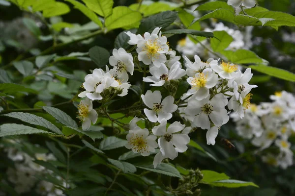 Rosa Multiflora Japanische Rose Schöne Reine Weiße Rose Rosa Multiflora — Stockfoto