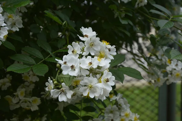 バラの多花序湖の岸に咲く美しい純白のバラ ローザ多花植物 野生の多花性バラの小グループ — ストック写真