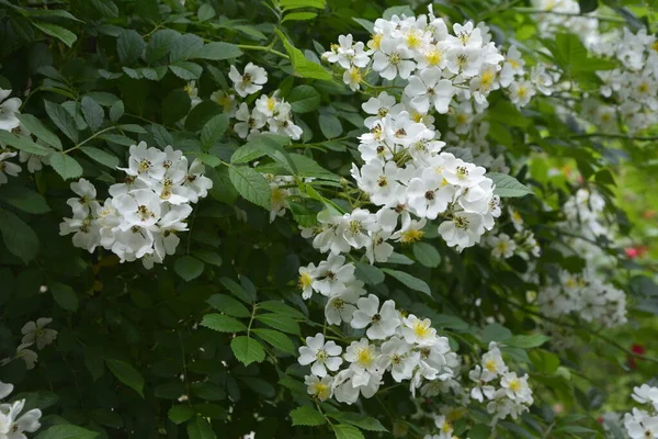 Rosa Multiflora Japon Gülü Güzel Saf Beyaz Bir Gül Rosa — Stok fotoğraf