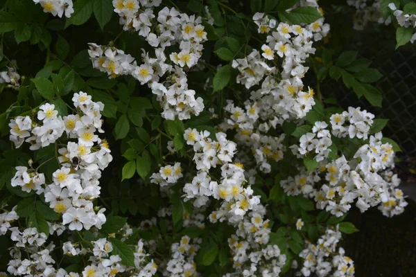 バラの多花序湖の岸に咲く美しい純白のバラ ローザ多花植物 野生の多花性バラの小グループ — ストック写真