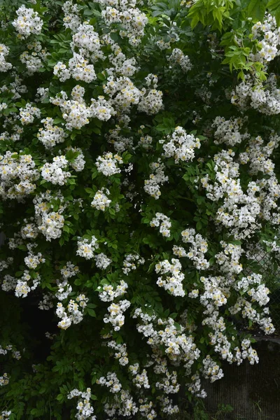 Rosa Multiflora Japansk Ros Härlig Ren Vit Ros Rosa Multiflora — Stockfoto