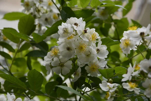Rosa Multiflora Japon Gülü Güzel Saf Beyaz Bir Gül Rosa — Stok fotoğraf