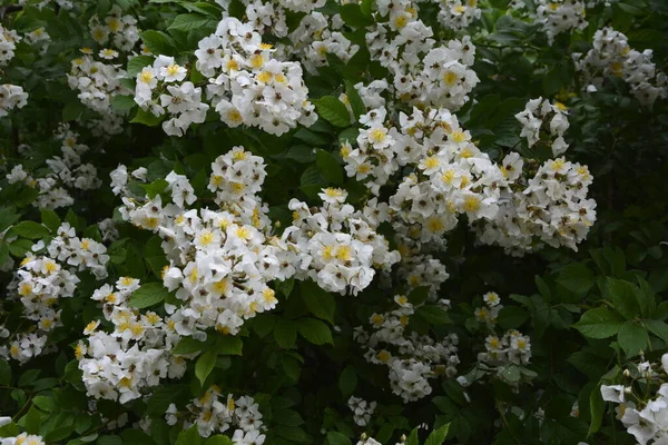 Rosa Multiflora Japonská Růže Krásná Čistě Bílá Růže Rosa Multiflora — Stock fotografie