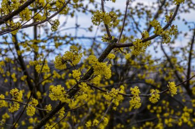 İlkbaharın başlarında Avrupa Korneli (Cornus mas) çiçeklerin olduğu dallar. Cornelian kirazı, Avrupa korneli veya Cornelian kiraz ağacından (Cornus mas) akan. Doğal yaşam alanında ilkbahar çiçekleri