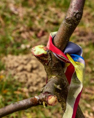 Genç bir bahçede yanlış meyve ağacı kesimi. Düşük meyve verimliliğine dalların yanlış budanması neden olur.