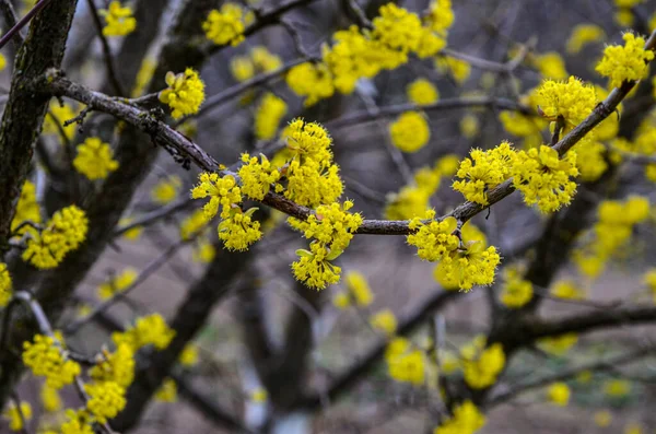 İlkbaharın başlarında Avrupa Korneli (Cornus mas) çiçeklerin olduğu dallar. Cornelian kirazı, Avrupa korneli veya Cornelian kiraz ağacından (Cornus mas) akan. Doğal yaşam alanında ilkbahar çiçekleri