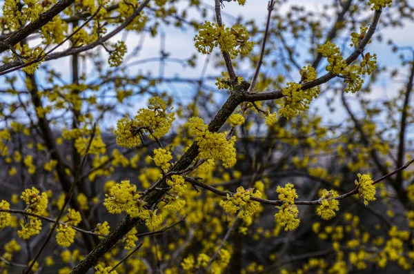 branches with flowers of European Cornel (Cornus mas) in early spring. Cornelian cherry, European cornel or Cornelian cherry dogwood (Cornus mas) flovering. Early spring flowers in natural habitat