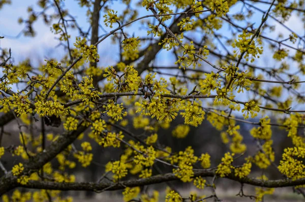 İlkbaharın başlarında Avrupa Korneli (Cornus mas) çiçeklerin olduğu dallar. Cornelian kirazı, Avrupa korneli veya Cornelian kiraz ağacından (Cornus mas) akan. Doğal yaşam alanında ilkbahar çiçekleri