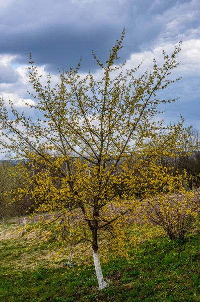 branches with flowers of European Cornel (Cornus mas) in early spring. Cornelian cherry, European cornel or Cornelian cherry dogwood (Cornus mas) flovering. Early spring flowers in natural habitat