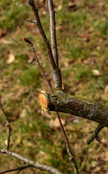 Špatné Kácení Ovocných Stromů Mladé Zahradě Nesprávné Ořezávání Větví Příčinou — Stock fotografie