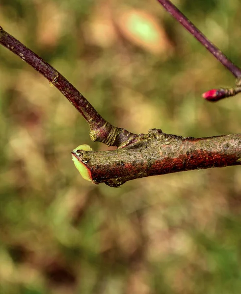 Falscher Schnitt Von Obstbäumen Einem Jungen Garten Falscher Rückschnitt Der — Stockfoto