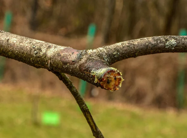 Genç Bir Bahçede Yanlış Meyve Ağacı Kesimi Düşük Meyve Verimliliğine — Stok fotoğraf