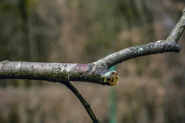 Špatné Kácení Ovocných Stromů Mladé Zahradě Nesprávné Ořezávání Větví Příčinou — Stock fotografie