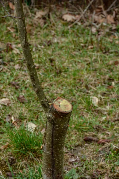 Špatné Kácení Ovocných Stromů Mladé Zahradě Nesprávné Ořezávání Větví Příčinou — Stock fotografie