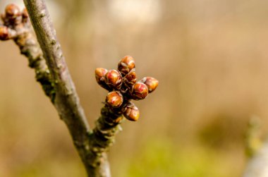 Küçük bütçeli bir kiraz ağacının dalı. Tomurcukları kabaran ve yaprakları filizlenen tatlı bir kirazın genç bir dalı. Baharda bahçıvanlık..