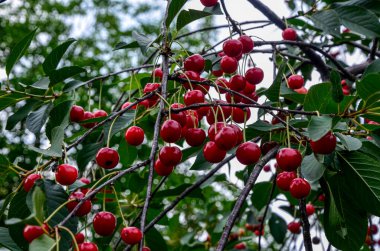 Kiraz ağaçları fidanlığında yeni, koyu olgun kiraz hasadı. Meyve bahçesinde kiraz ağaçlarıyla güzel bir kiraz ağacı fotoğrafı. Ağaç dalında olgun kirazlar