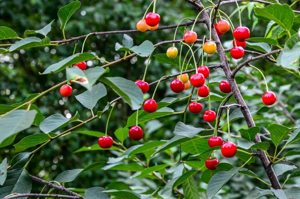 Nueva Cosecha Grandes Cerezas Dulces Maduras Oscuras Plantación Cerezos Una —  Fotos de Stock