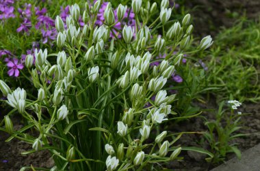 Ornithogalum çiçekleri. Bahar bahçesinde güzel çiçekler. Ornithogalum 'un beyaz çiçekleri. Ornithogalum umbellatum zambak çiçekleri, küçük süs çiçekleri ve vahşi beyaz çiçekler.