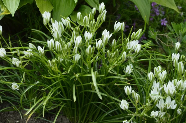 Ornithogalum Flowers Beautiful Kwitną Wiosennym Ogrodzie Strzelanie Zachodzie Słońca Wiele — Zdjęcie stockowe