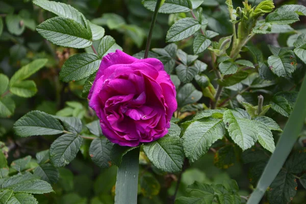Una Rosa Silvestre Cuyos Pétalos Centrales Parecen Poco Una Abertura —  Fotos de Stock