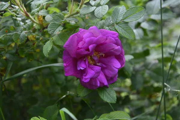 A pink wild rose whose center petals look somewhat like a camera aperture.Green leaves in the background. Shallow depth of field. Wild rose flower,Rosa acicularis or prickly wild rose or bristly rose