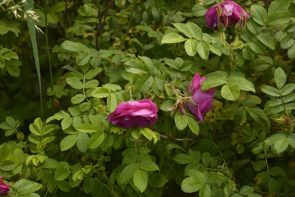 中央の花弁がカメラの開口部のように見えるピンク色の野生のバラ フィールドの浅い深さ 野生のバラの花 ローザ アカリカリス またはおそる恐る野生のバラまたは鮮やかにバラ — ストック写真