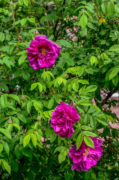 A pink wild rose whose center petals look somewhat like a camera aperture.Green leaves in the background. Shallow depth of field. Wild rose flower,Rosa acicularis or prickly wild rose or bristly rose