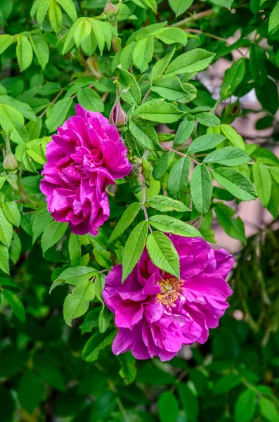 A pink wild rose whose center petals look somewhat like a camera aperture.Green leaves in the background. Shallow depth of field. Wild rose flower,Rosa acicularis or prickly wild rose or bristly rose