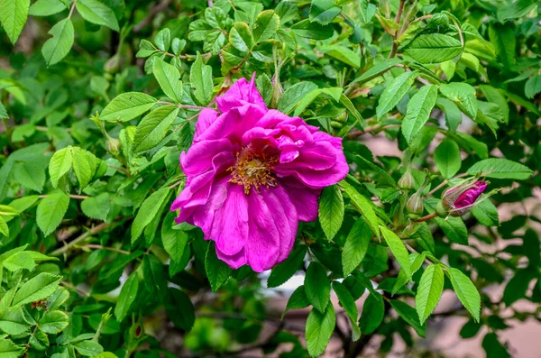 A pink wild rose whose center petals look somewhat like a camera aperture.Green leaves in the background. Shallow depth of field. Wild rose flower,Rosa acicularis or prickly wild rose or bristly rose