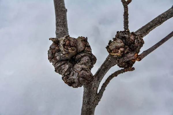 Ağaç Kanseri Mantar Hastalığı Avrupa Kayın Fagusu Sylvatika Ormanda Kanserli — Stok fotoğraf