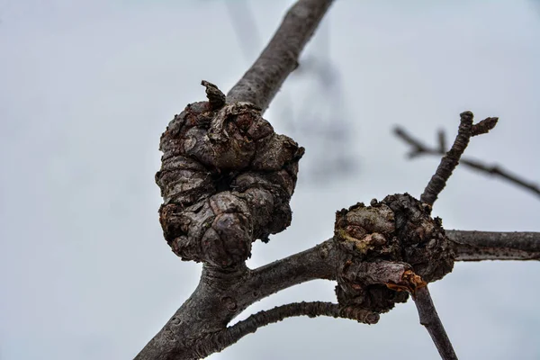 Farák Gombás Megbetegedés Európai Bükk Fagus Sylvatica Egy Erdőben Rákos — Stock Fotó