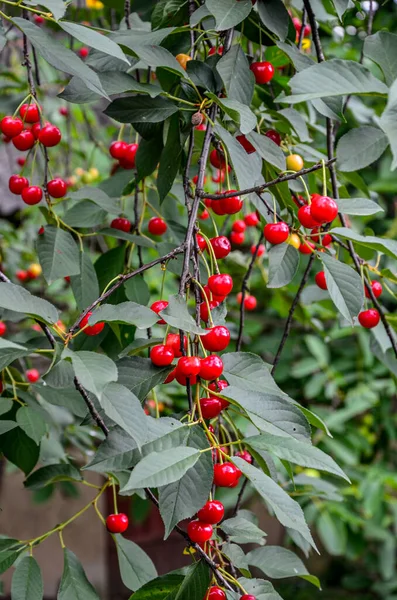 Ripe Cherries Hanging Cherry Tree Branch Cherry Sweet Cherry Tree — Stock Photo, Image