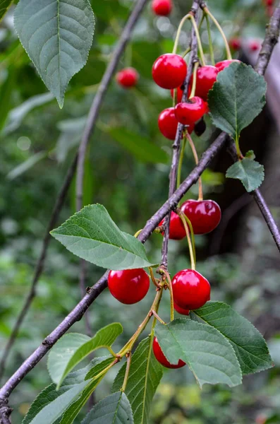 Cerezas Maduras Que Cuelgan Una Rama Cerezo Cereza Cereza Dulce —  Fotos de Stock