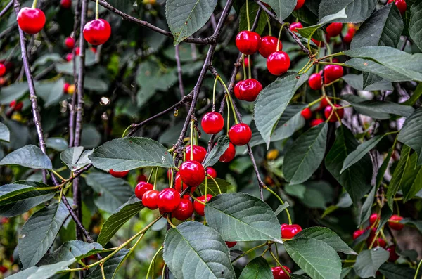 Érett Cseresznye Lóg Egy Cseresznyefa Ágon Cseresznye Vagy Édes Cseresznye — Stock Fotó