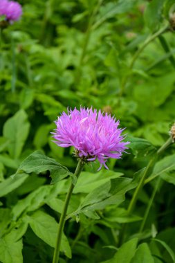 Mor çiçeğin çiçeği, yaklaş. Cornflower (Lat. Centaurea deal bata) Bahçeye yakın çekim .