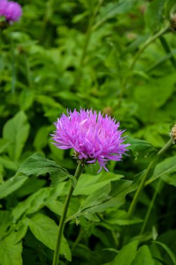 Mor çiçeğin çiçeği, yaklaş. Cornflower (Lat. Centaurea deal bata) Bahçeye yakın çekim .