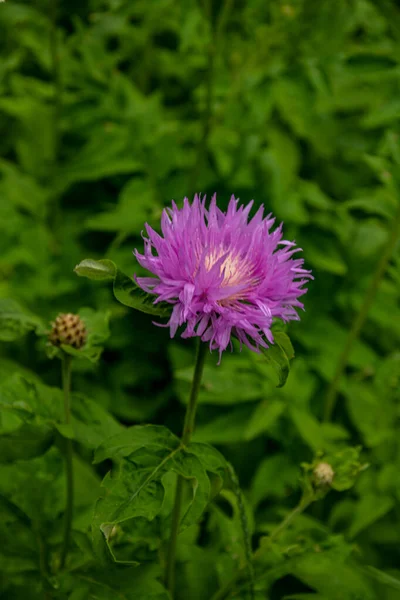 Цветок Фиолетового Василька Крупным Планом Centaurea Dealbata Саду Крупным Планом — стоковое фото