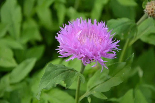 Květ Fialové Chrpy Zblízka Chrpa Lat Centaurea Dealbata Zahradě Close — Stock fotografie