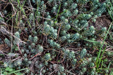 Doğal olarak doldurulmuş bir demet pastel mavisi yeşil, kırmızı sedum refleksi veya rupestre (Jenny 'nin taşı, mavi taşrop, taş orpin) yakın çekim uzun bir ahşap kap içinde sulu bitkiler ve çiçekler