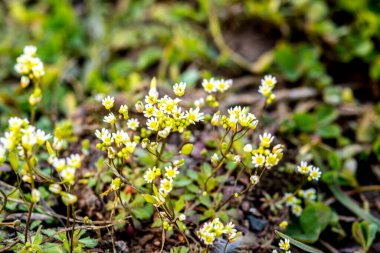 Baharda çiçek açan androsace umbellatas çiçekleri. Androsace umbellata bir demet bahar çiçeğiyle bir tarlada yetişir. .