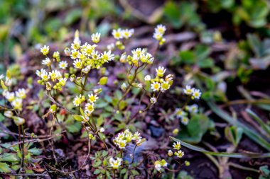 Baharda çiçek açan androsace umbellatas çiçekleri. Androsace umbellata bir demet bahar çiçeğiyle bir tarlada yetişir. .