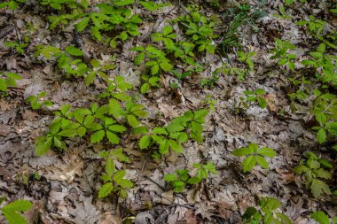 Meşenin meşe palamudundan doğal dağılımı. Kırmızı meşe ormanda yetişir..