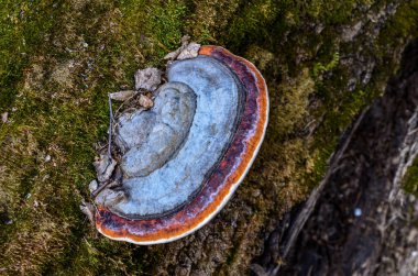 Ağaçta bir mantar mantarı. Büyük bir mantar mantarı ve yaşlı bir ağaçta yetişen yeşil yosunların yakın çekimi.