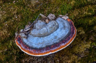 Ağaçta bir mantar mantarı. Büyük bir mantar mantarı ve yaşlı bir ağaçta yetişen yeşil yosunların yakın çekimi.