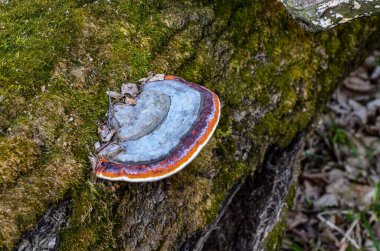 Ağaçta bir mantar mantarı. Büyük bir mantar mantarı ve yaşlı bir ağaçta yetişen yeşil yosunların yakın çekimi.