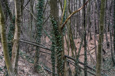 Ağaç gövdeleri yukarı doğru kıvrılan orman manzarası. Gövdeleri sarmaşık filizleriyle kaplı.