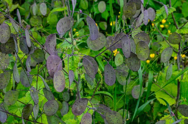 Lunaria Een Klein Geslacht Van Eenjarige Meerjarige Kruidachtige Planten Van — Stockfoto