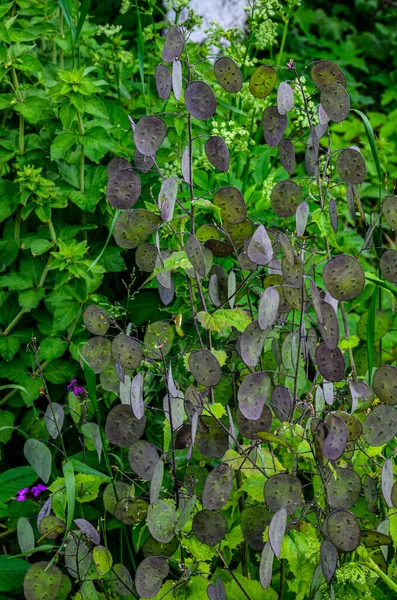 Lunaria Malý Rod Jednoletých Nebo Trvalých Bylin Rodu Zelí Zelená — Stock fotografie