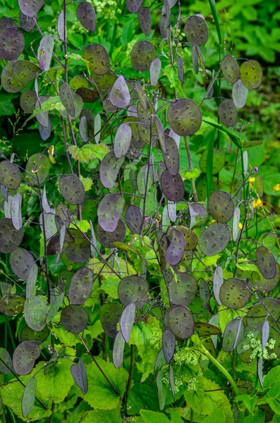 ルナリアはキャベツ科の年間または多年草の草本植物の小さな属です ルナリアの若い果実を食べる緑の冬虫夏草 — ストック写真